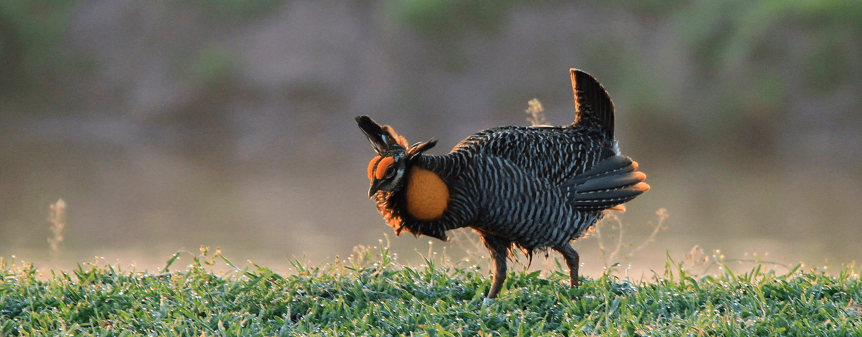 An Attwater Prairie Chicken Grazing On A Hill